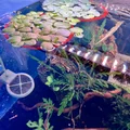Vòng Thủy Sinh Nổi Cho Hồ Cá (Aquarium Ring For Floating Plants) - Thumbnail 2