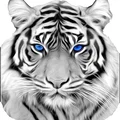 HueForge Siberian Snow Tiger - Thumbnail 1