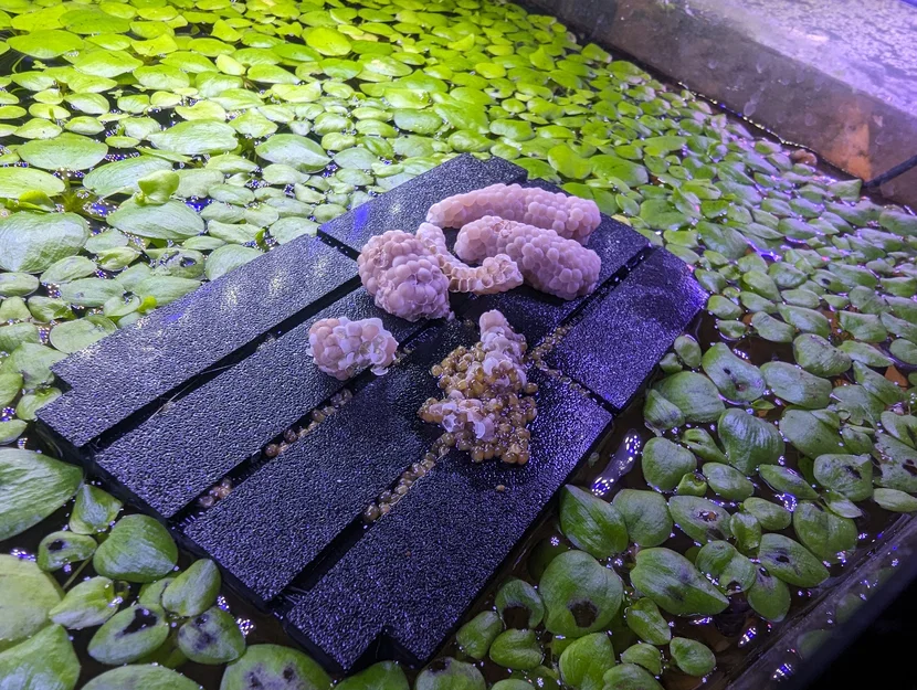 Bè Trứng Ốc Mystery cho Hồ Thủy Sinh (Mystery Snail Egg Raft) - Image 1