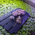 Bè Trứng Ốc Mystery cho Hồ Thủy Sinh (Mystery Snail Egg Raft) - Thumbnail 1
