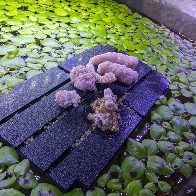 Bè Trứng Ốc Mystery cho Hồ Thủy Sinh (Mystery Snail Egg Raft)