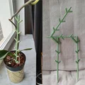 Giá Đỡ Cây Dạng Module (Modular Plant Supports) - Thumbnail 1