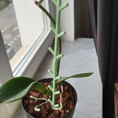 Giá Đỡ Cây Dạng Module (Modular Plant Supports)