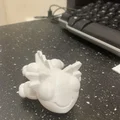 Mô hình Axolotl đồ chơi bồn tắm 3D đáng yêu cho bé - Thumbnail 5