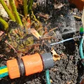 Bộ chia tưới nhỏ giọt/micro-spray 10 nhánh kèm đầu nối Gardena - Thumbnail 7