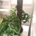 Trụ Rêu (Moss Pole) Cho Cây Trồng - Thumbnail 3