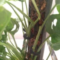Trụ Rêu (Moss Pole) Cho Cây Trồng - Thumbnail 4