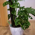 Trụ Rêu (Moss Pole) Cho Cây Trồng - Thumbnail 10