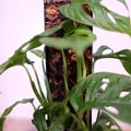 Trụ Rêu (Moss Pole) Cho Cây Trồng - Thumbnail 11