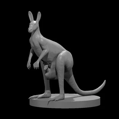 Kangaroo minis - boxing and natural (Chuột túi mini: đấm bốc & tự nhiên)