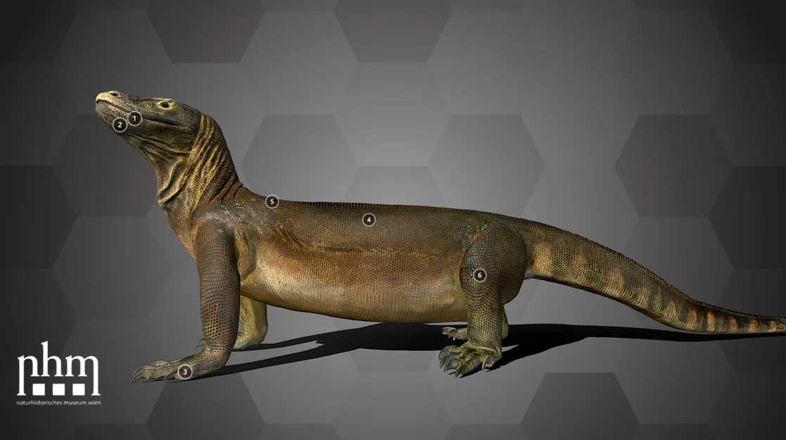 Rồng Komodo – Natural History Museum Vienna - Image 1