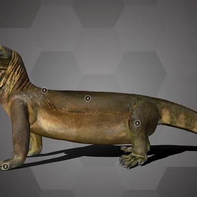 Rồng Komodo – Natural History Museum Vienna