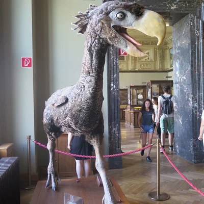 Chim khủng long (Terror bird), Bảo tàng Lịch sử Tự nhiên Vienna