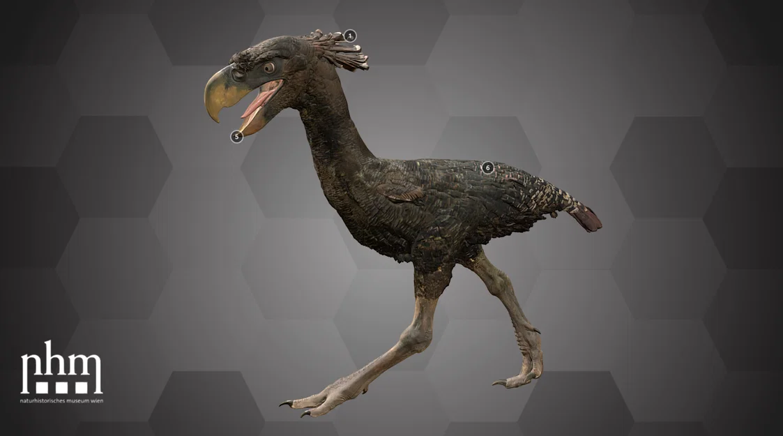 Chim khủng long (Terror bird), Bảo tàng Lịch sử Tự nhiên Vienna - Image 3