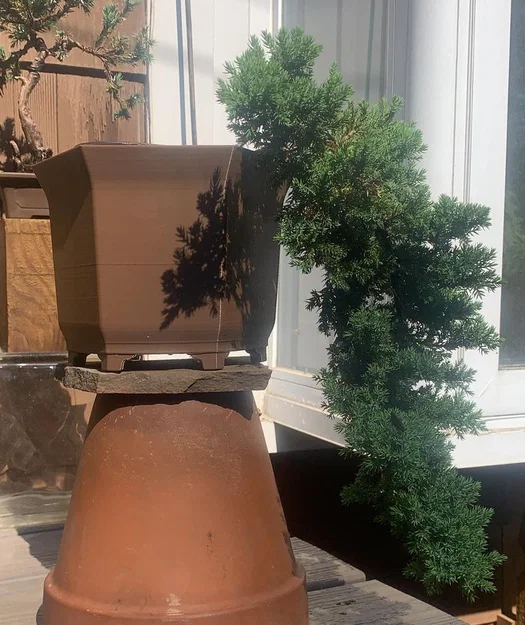 Chậu Bonsai (Bonsai Pot) Dáng Kengai - Image 1