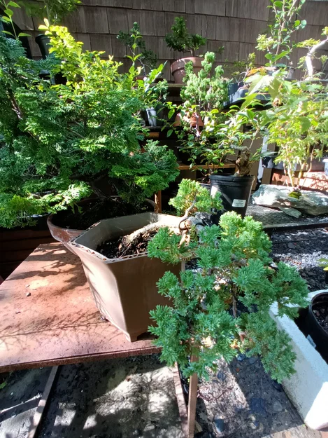 Chậu Bonsai (Bonsai Pot) Dáng Kengai - Image 2
