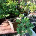 Chậu Bonsai (Bonsai Pot) Dáng Kengai - Thumbnail 2