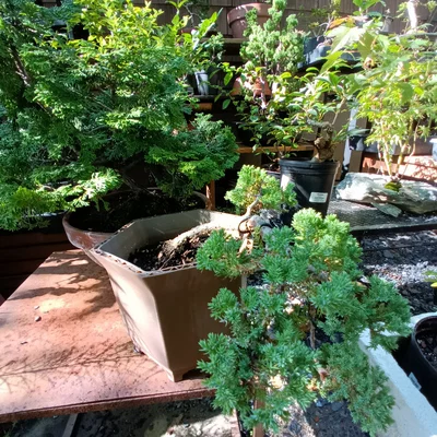 Chậu Bonsai (Bonsai Pot) Dáng Kengai