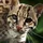 ThermalOcelot_375852