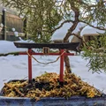 Cổng Inari Torii cho Bonsai (Inari Torii Bonsai gate) - Thumbnail 1