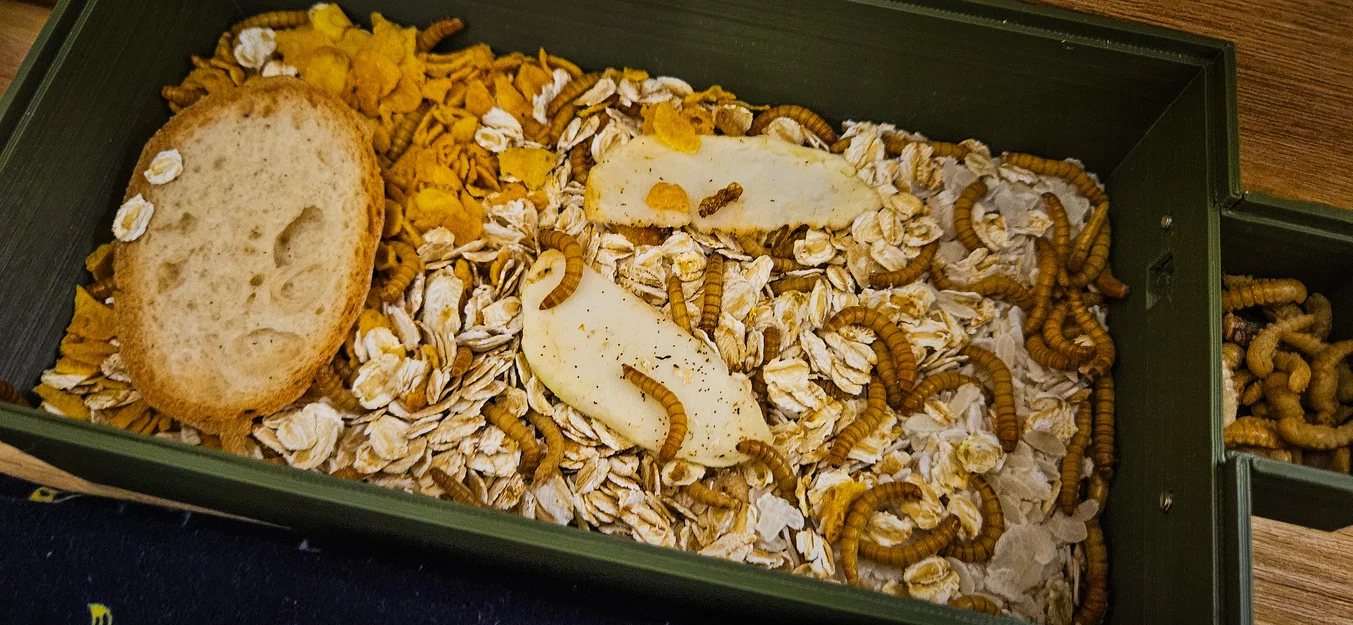 Mini Farm - Mealworms (Trang trại mini nuôi sâu mealworm) - Image 10