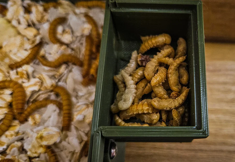 Mini Farm - Mealworms (Trang trại mini nuôi sâu mealworm) - Image 11