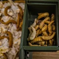 Mini Farm - Mealworms (Trang trại mini nuôi sâu mealworm) - Thumbnail 11