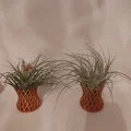 Chậu Lưới In 3D Độc Đáo Cho Cây Không Khí (Air Plant) - Thumbnail 1