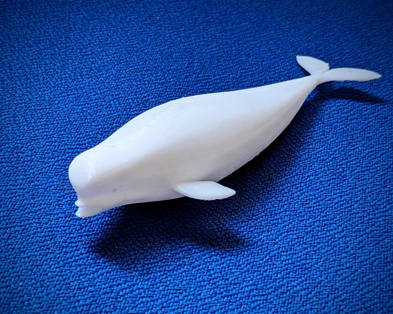 Mô hình cá voi Beluga (Beluga bathtub toy) in 3D dễ thương - Image 2