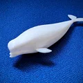 Mô hình cá voi Beluga (Beluga bathtub toy) in 3D dễ thương - Thumbnail 2