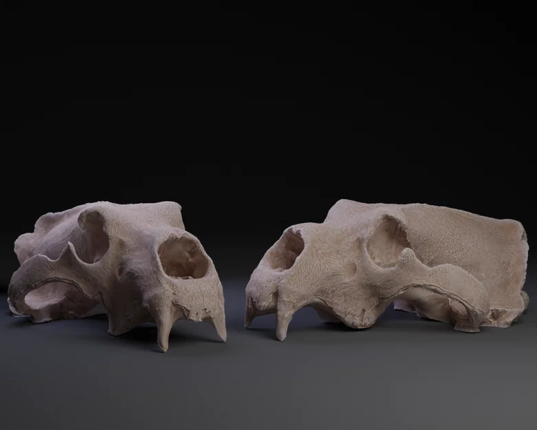 Mô hình hộp sọ gấu Bắc Cực (Polar Bear Skull) in 3D chi tiết cao - Image 1