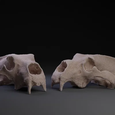Mô hình hộp sọ gấu Bắc Cực (Polar Bear Skull) in 3D chi tiết cao