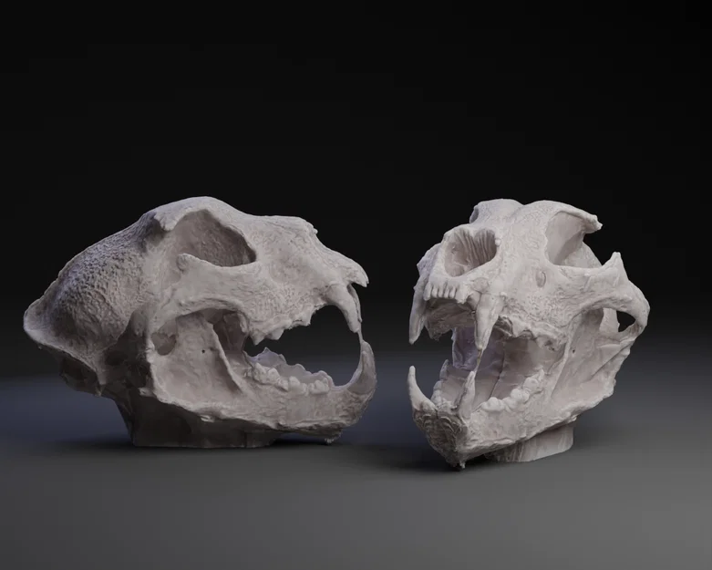 Mô hình hộp sọ hổ răng kiếm Saber Cat Skull 2 (File in 3D) - Image 1