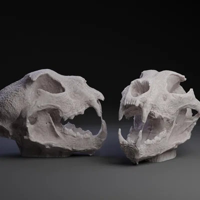 Mô hình hộp sọ hổ răng kiếm Saber Cat Skull 2 (File in 3D)