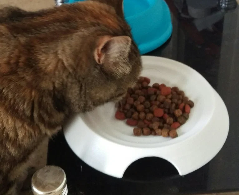 Chén ăn cho mèo thân thiện với râu (Whisker friendly cat bowl) - Image 3