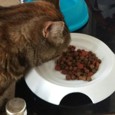 Chén ăn cho mèo thân thiện với râu (Whisker friendly cat bowl)