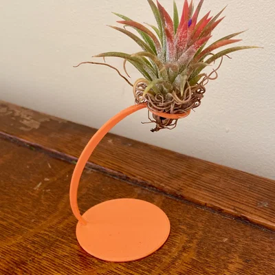 Giá đỡ cây không khí 3D (Air Plant Holder) độc đáo và tinh tế