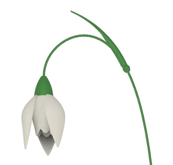 Hoa Snowdrop (Schneeglöckchen) - Image 1