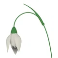 Hoa Snowdrop (Schneeglöckchen) - Thumbnail 1