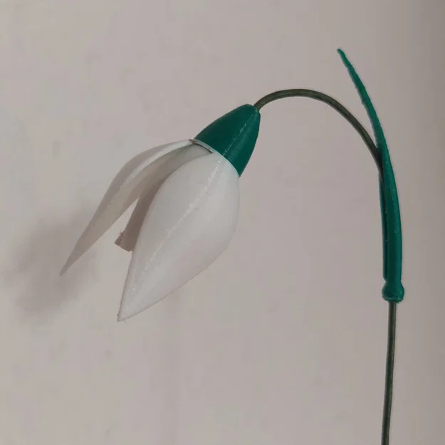 Hoa Snowdrop (Schneeglöckchen) - Image 2