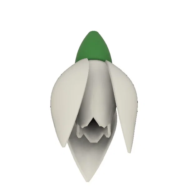 Hoa Snowdrop (Schneeglöckchen) - Image 3