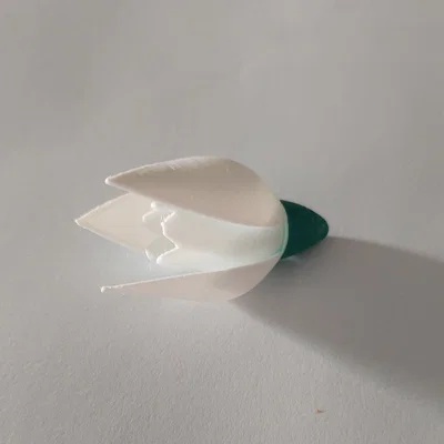 Hoa Snowdrop (Schneeglöckchen)