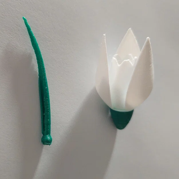Hoa Snowdrop (Schneeglöckchen) - Image 6