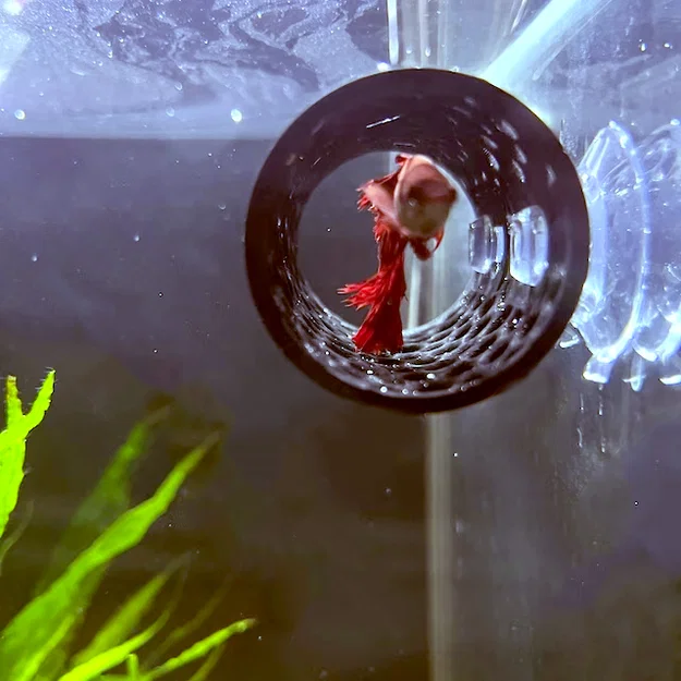 Đường hầm cho cá Betta (Betta fish tunnel) - Image 4