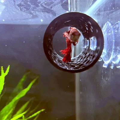 Đường hầm cho cá Betta (Betta fish tunnel)