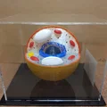 Mô hình cấu trúc tế bào nấm 3D giáo dục trực quan - Thumbnail 1