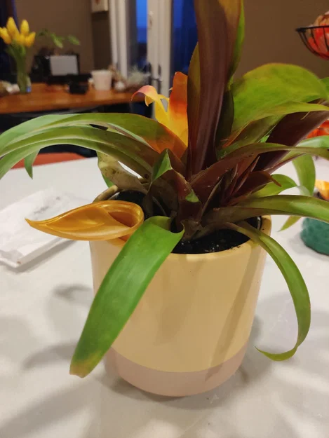 Insert chậu tự tưới có thể scale kèm funnel tùy chọn - Image 4