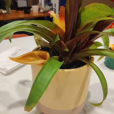 Insert chậu tự tưới có thể scale kèm funnel tùy chọn