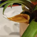 Insert chậu tự tưới có thể scale kèm funnel tùy chọn - Thumbnail 6