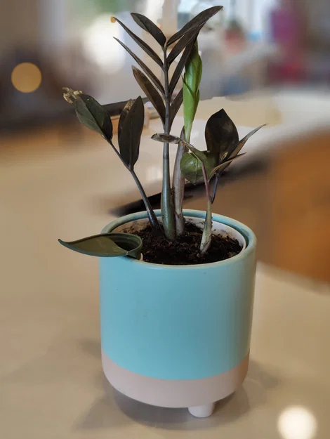 Insert chậu tự tưới có thể scale kèm funnel tùy chọn - Image 10